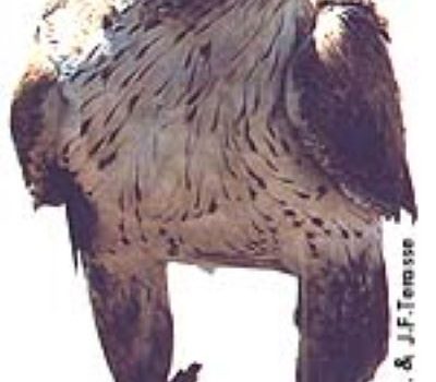 Το ΣτΕ σταματά προσωρινά τις ανεμογεννήτριες στην Άνδρο