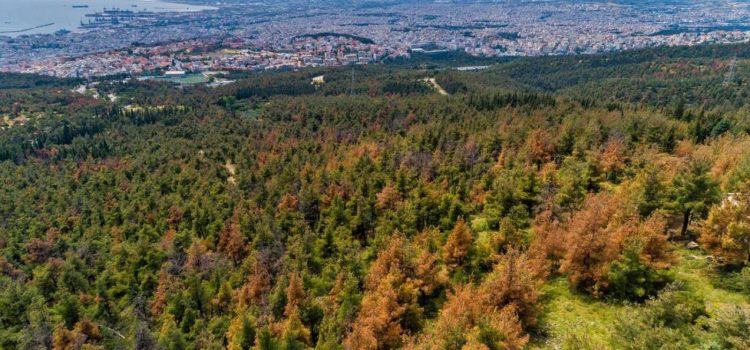 Προς δίωξη για ελλιπή προστασία του Σεΐχ Σου