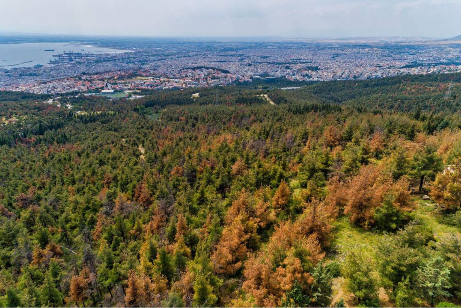 Προς δίωξη για ελλιπή προστασία του Σεΐχ Σου