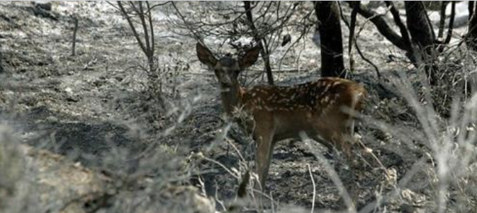 Να απαγορευθεί εφέτος το κυνήγι στη Ρόδο