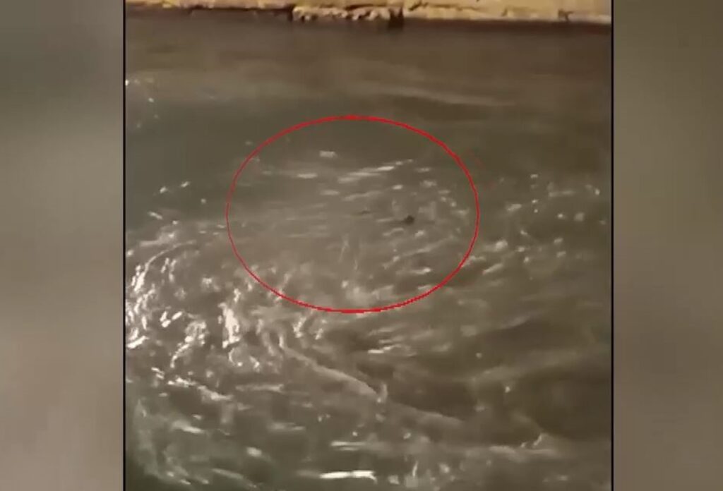 Ειδεχθής δολοφονία