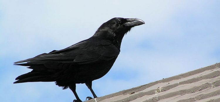 Προς άκρα ασυδοσία των “σέρβισερς”