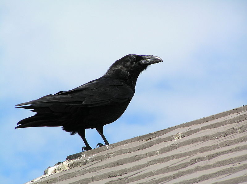 Προς άκρα ασυδοσία των “σέρβισερς”